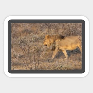 Namibia. Etosha National Park. Lion. Sticker